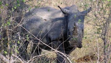 Tansania: Nashorn in der Serengeti