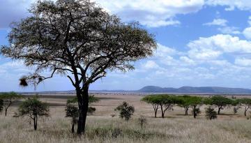 Nationalpark Tansania